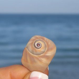 Shark's Eye / Moon Snail Seashell W Fibonacci Spiral Perfectly Shaped by Nature